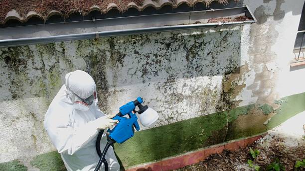 Top rated local Mold Remediation specialists in Monsey, NY